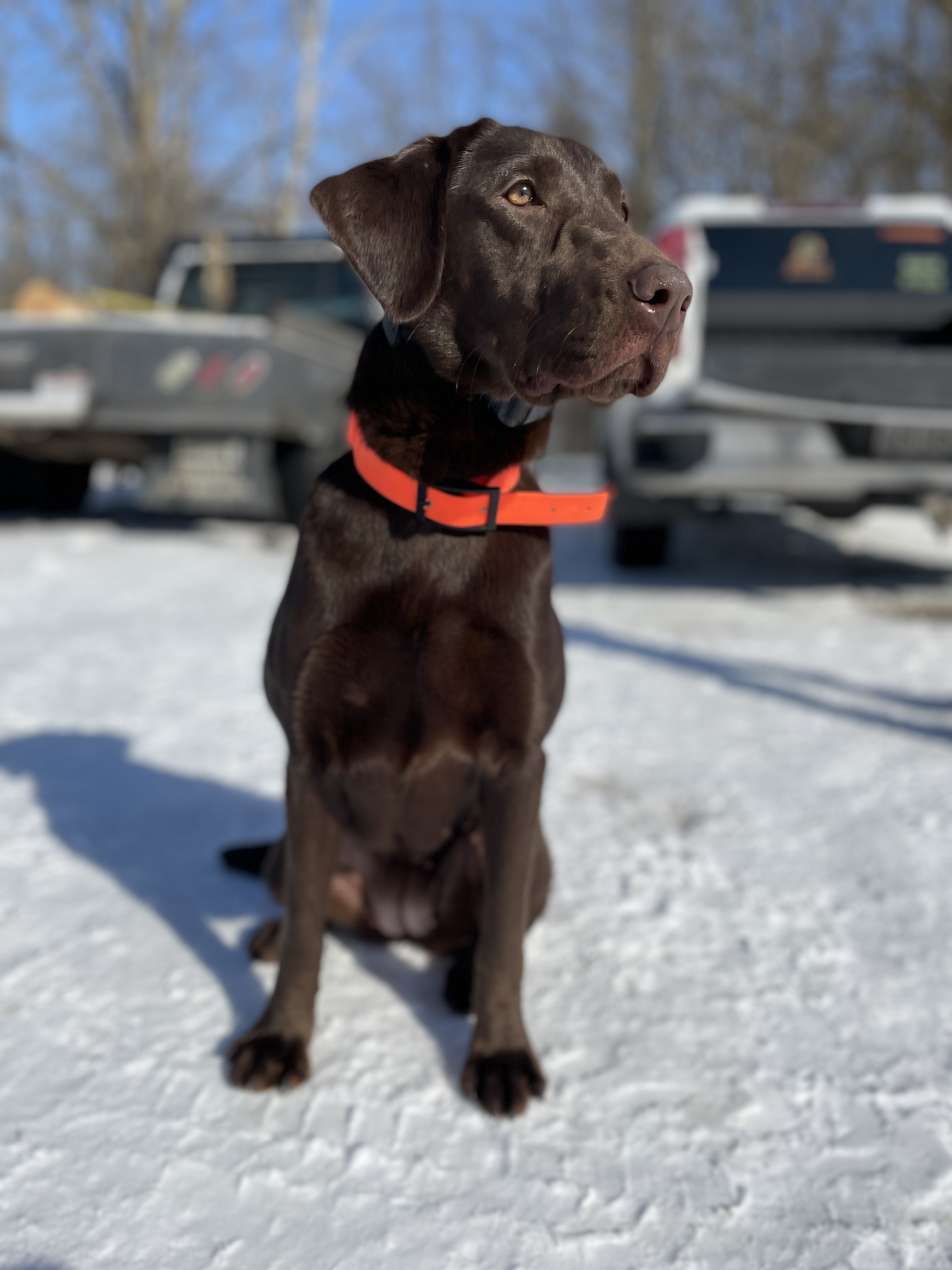 Lytle Creeks Timber Queen | Chocolate Labrador Retriver