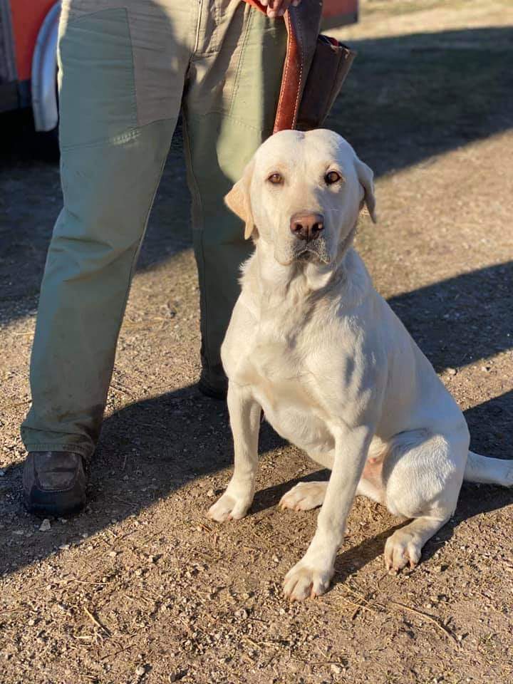 NFC CPR 2xSC KB's Battle Born Nevada White Bear JH | Yellow Labrador Retriver