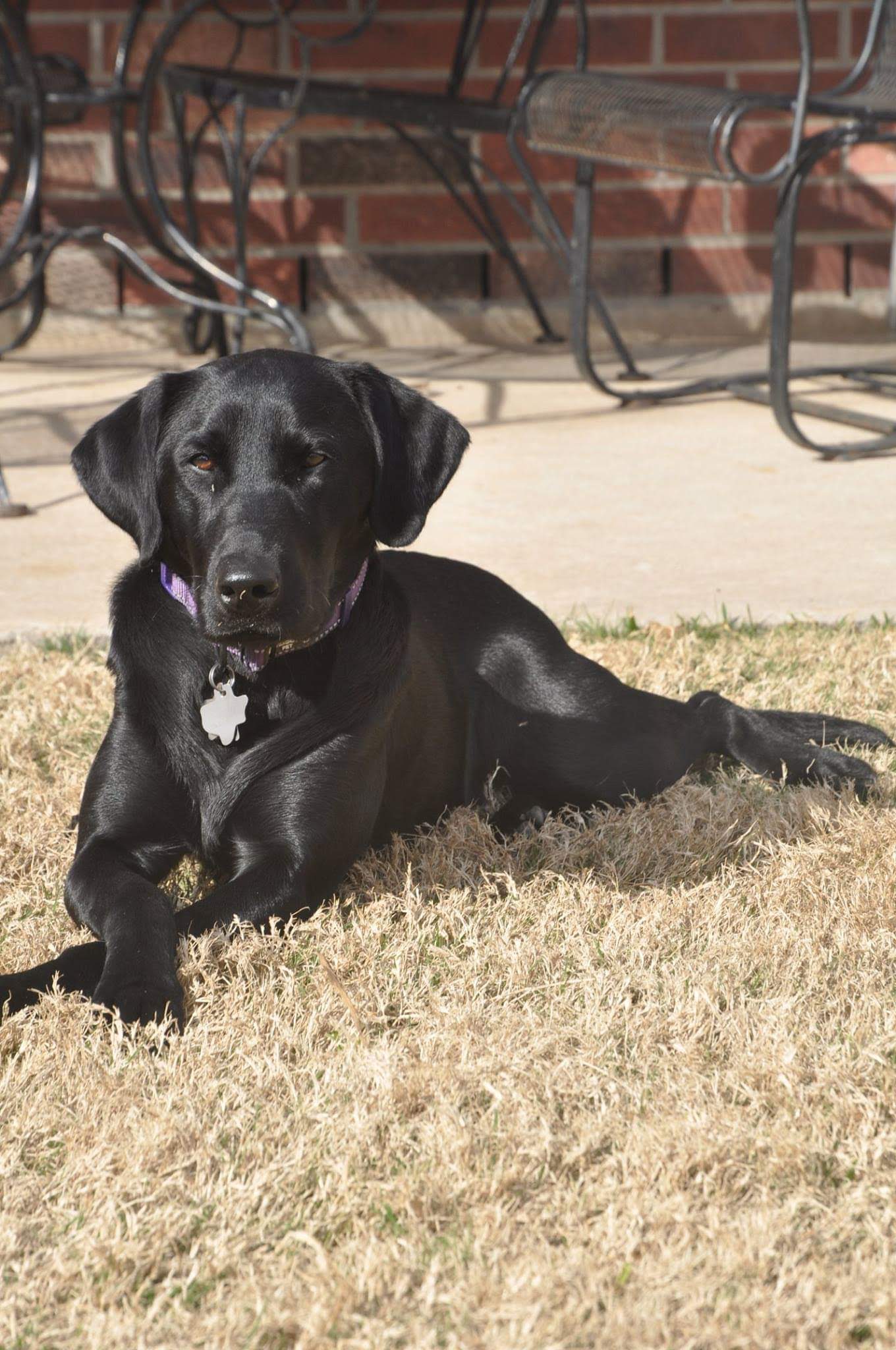 Redstar Sadie Grandslam | Black Labrador Retriver