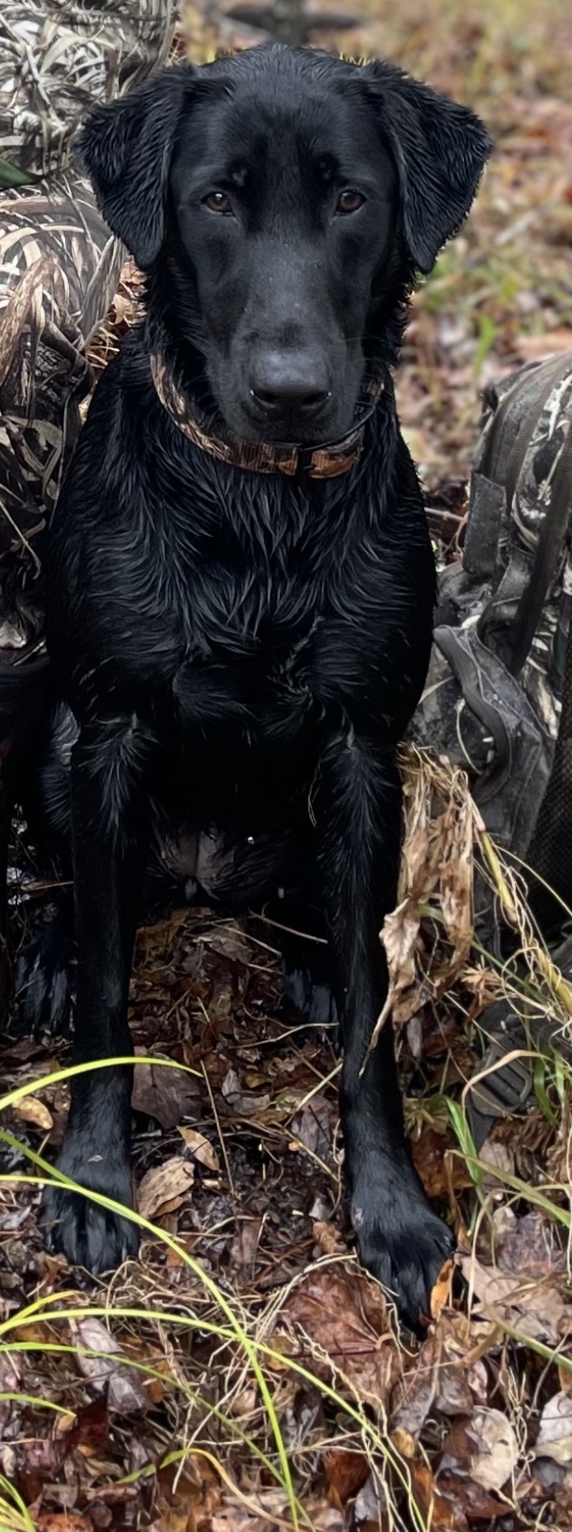 Crown T Lucchese Waltzing Across Bayou Teche | Black Labrador Retriver