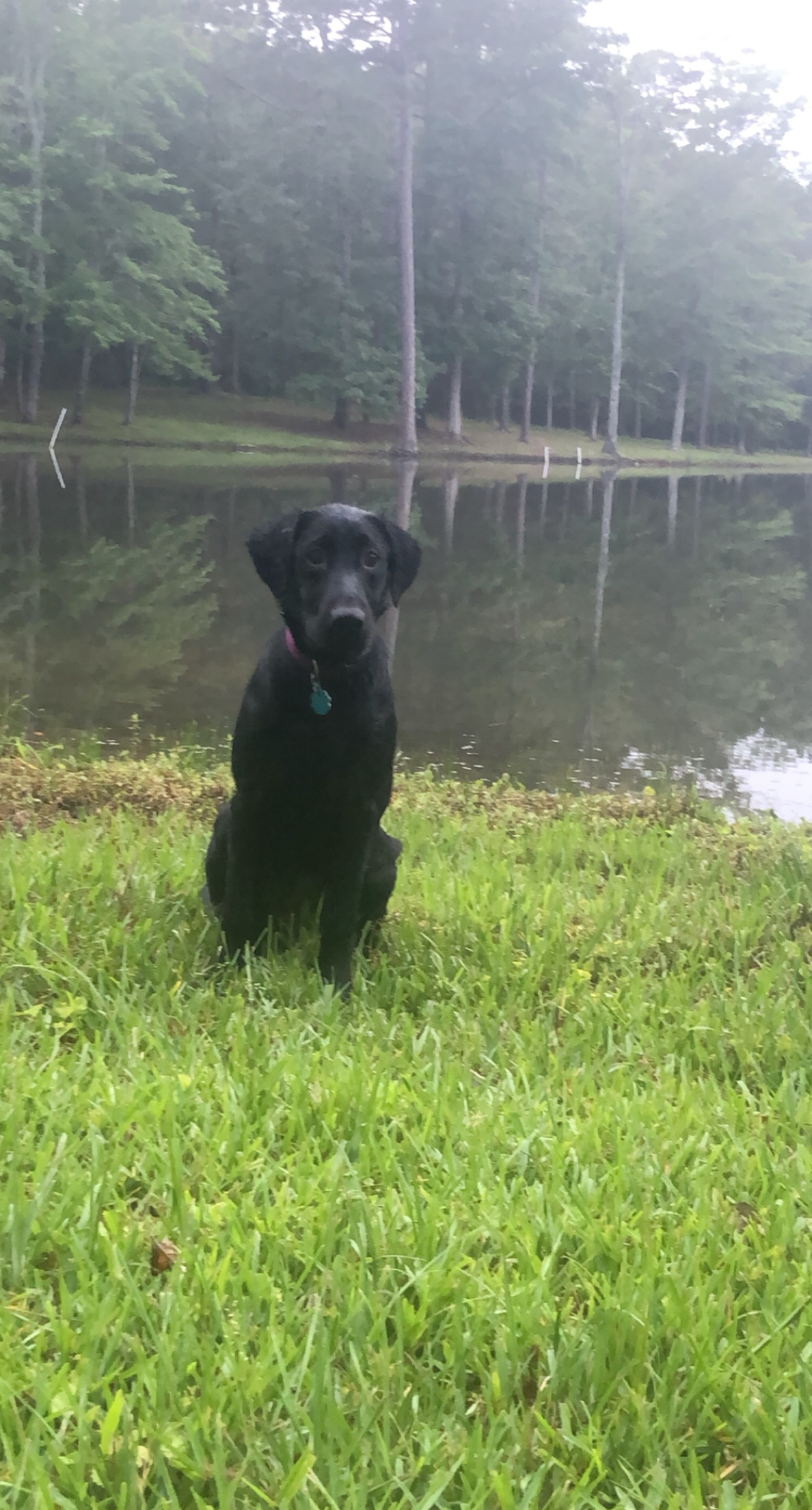 Crown T Lucchese Waltzing Across Bayou Teche | Black Labrador Retriver