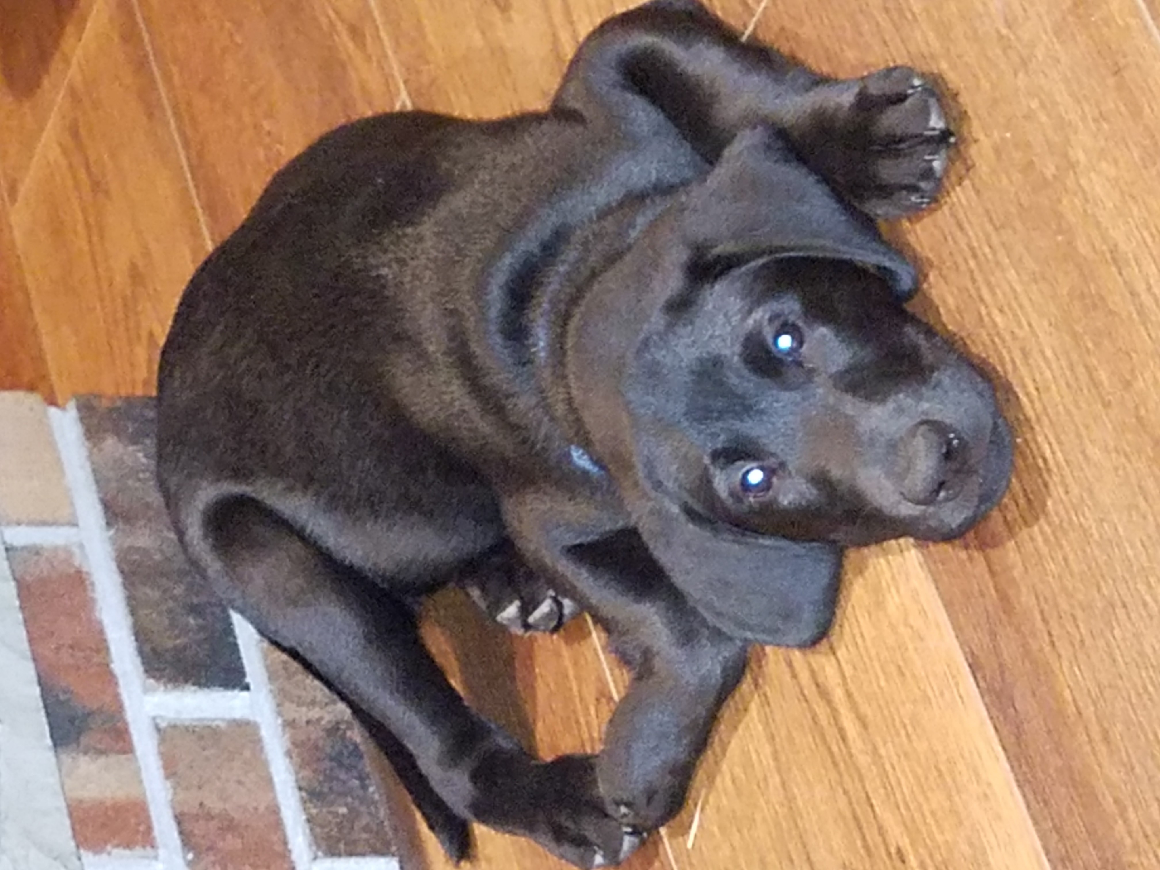 Lucy's Little Bandit | Black Labrador Retriver