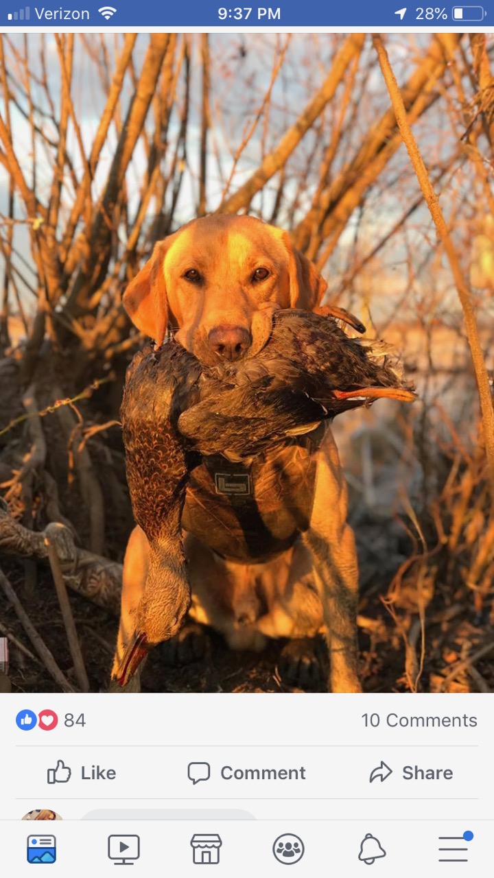 Oldmans Creek Little Bama | Yellow Labrador Retriver