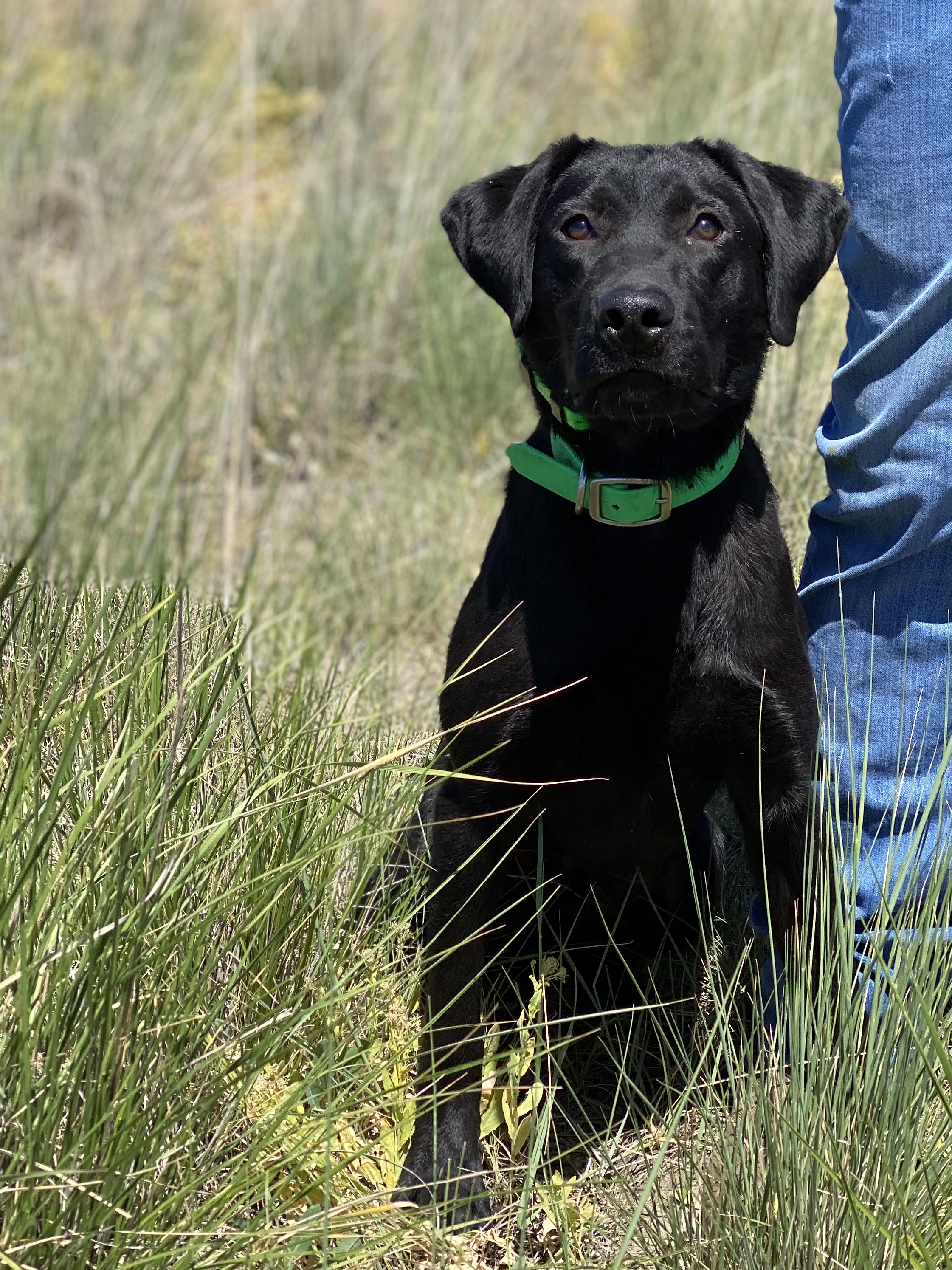 SHR Moores Bn Explosive Chili Verde | Black Labrador Retriver