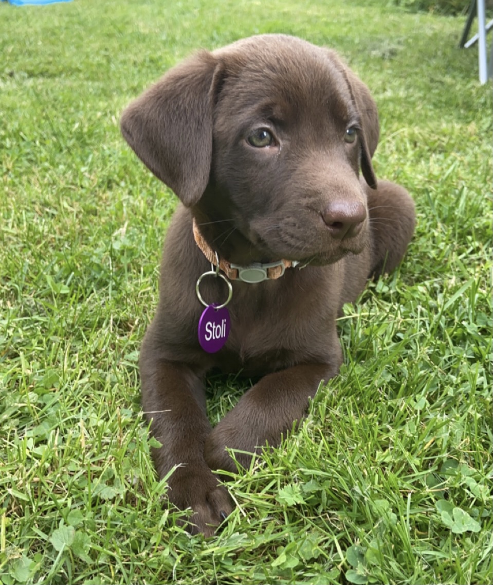 Screw The Consequences Of HRK | Chocolate Labrador Retriver