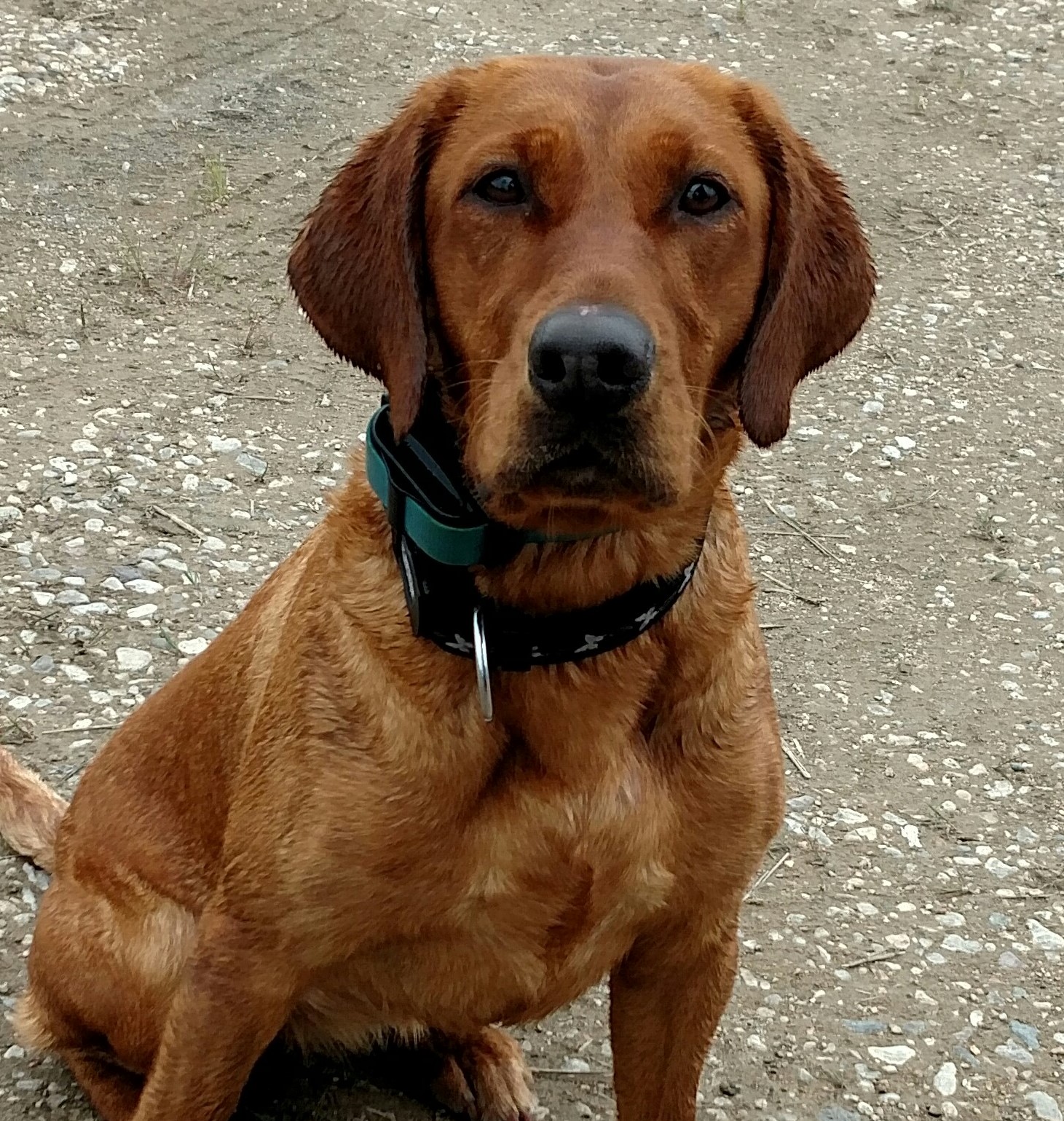 HR Black Ice's Force Of Determination SH | Yellow Labrador Retriver