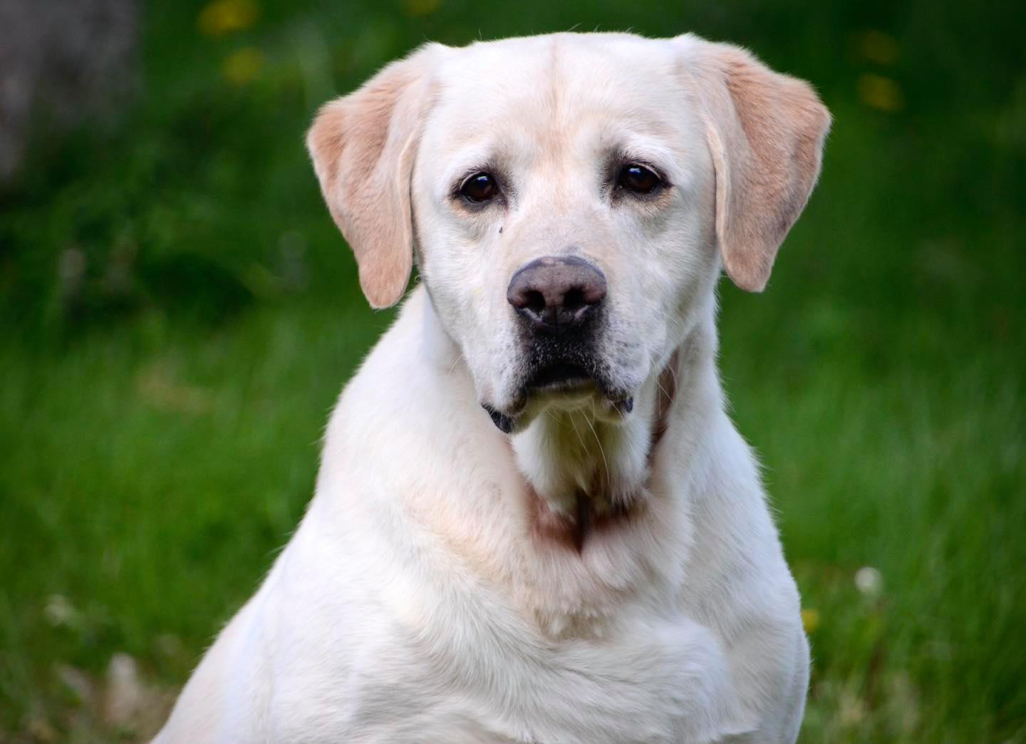 Country-side's Comin At You As Fast As A Bullet SH | Yellow Labrador Retriver