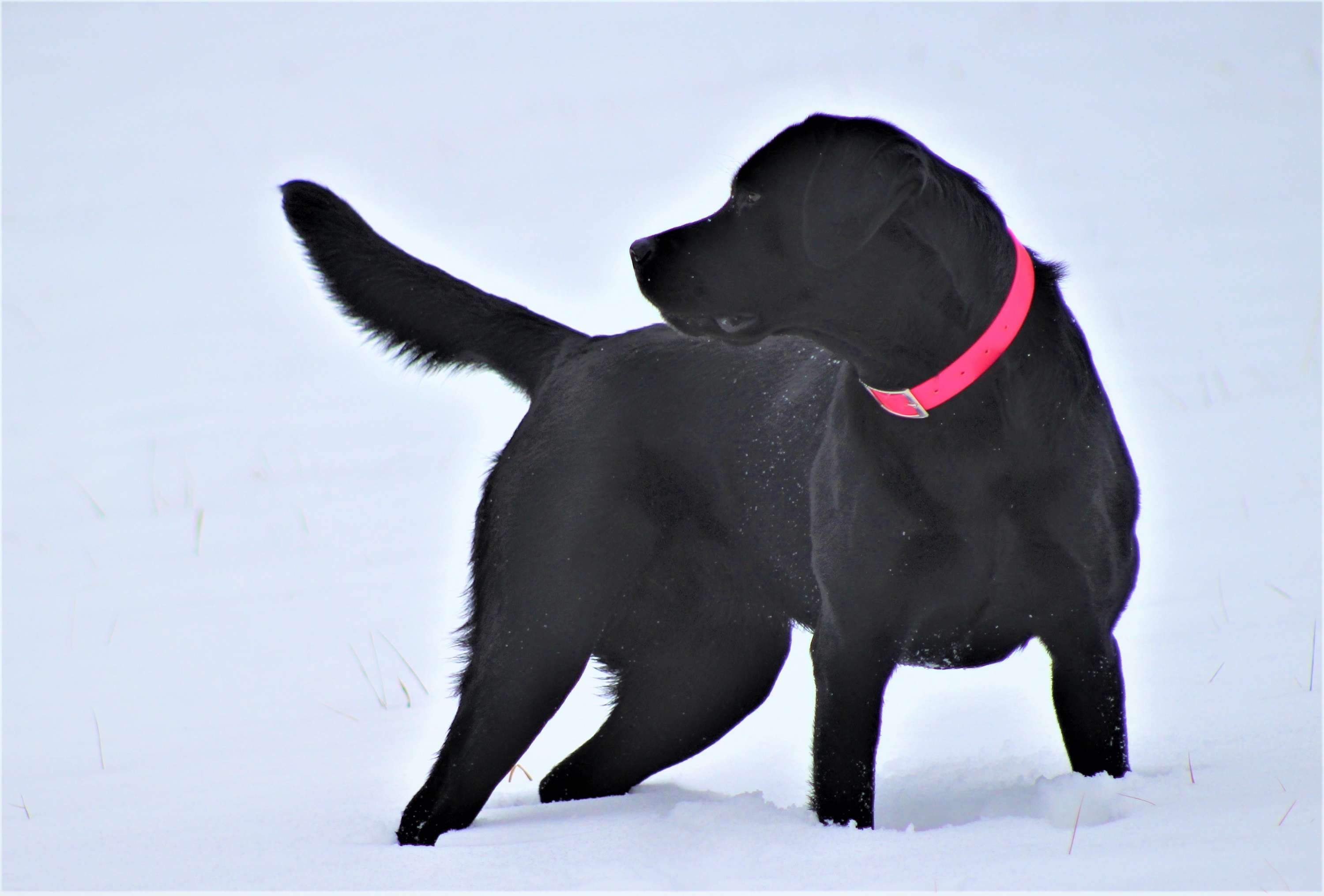 Bird Crazy Gun Dogs Mystique | Black Labrador Retriver