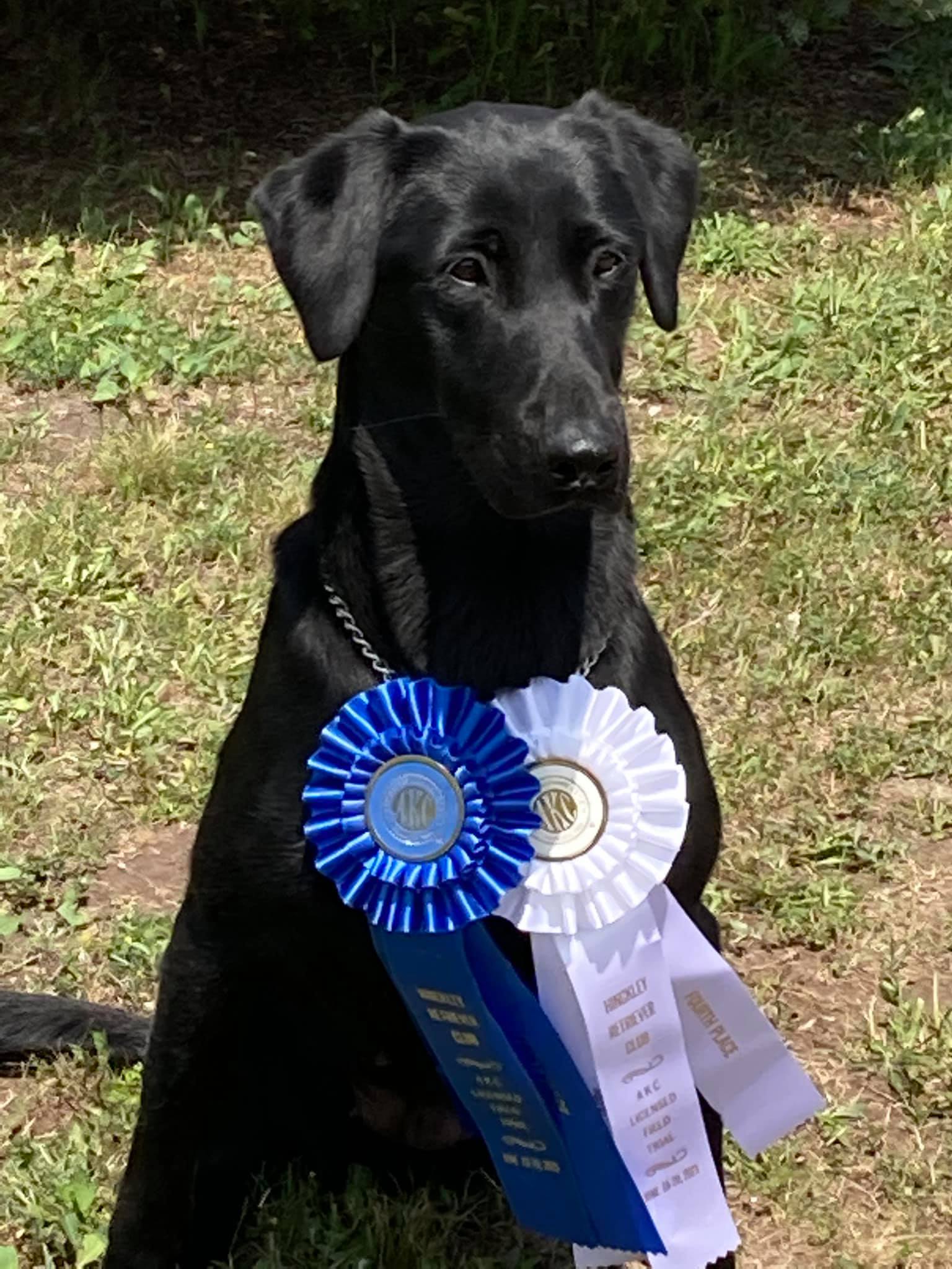Seaside's Clinch River Cassie | Black Labrador Retriver