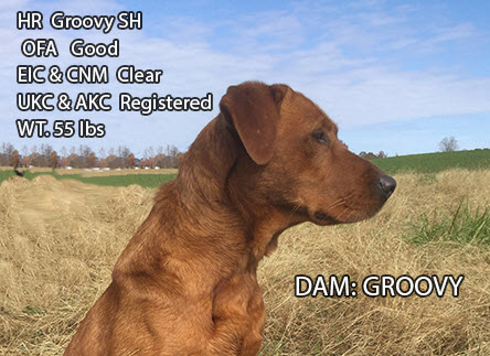 HR Groovy II SH | Yellow Labrador Retriver