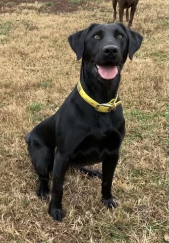 Sliding Creeks Mystical Fae | Black Labrador Retriver