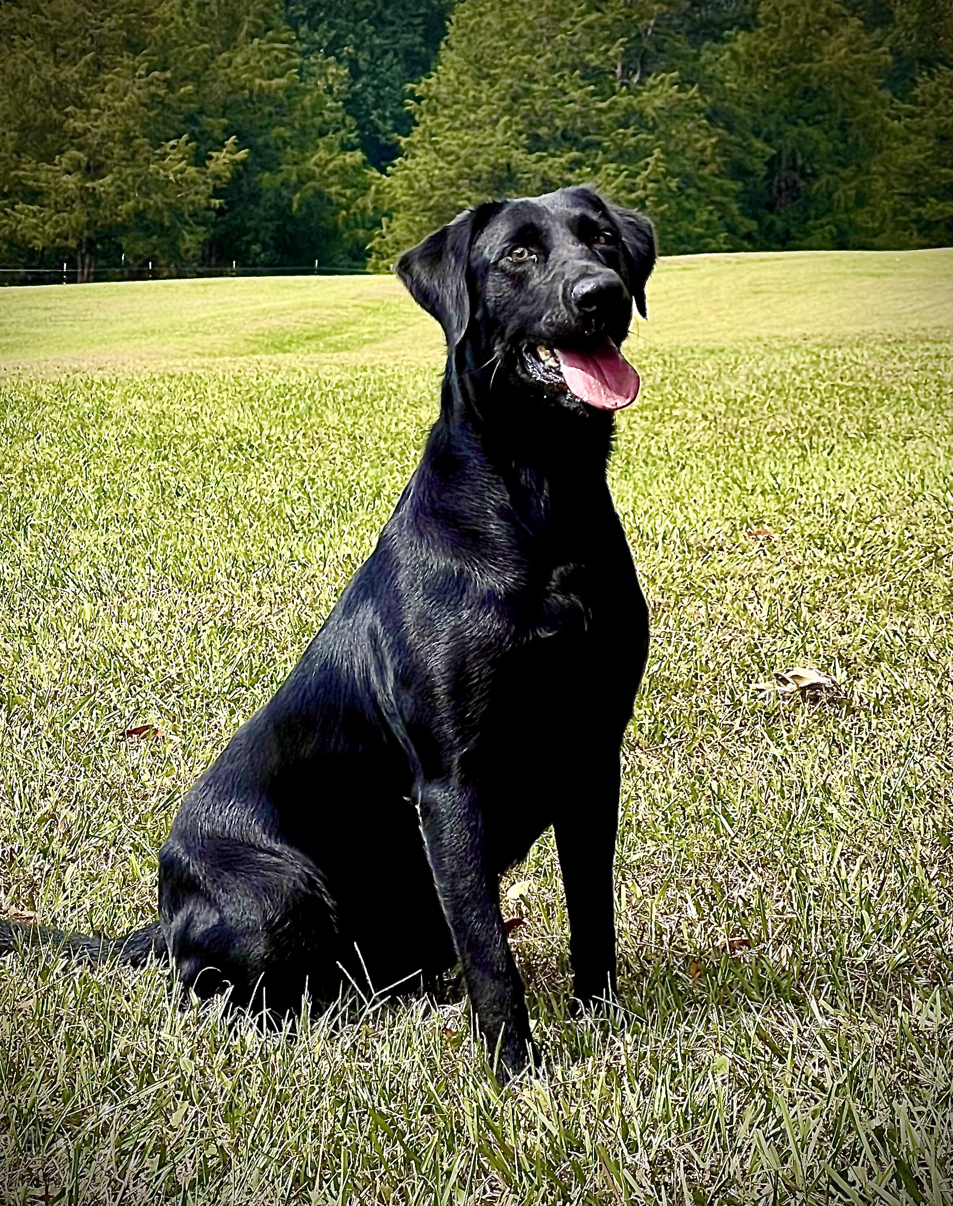 Sliding Creeks Mystical Fae | Black Labrador Retriver