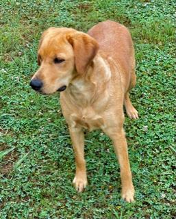 Sliding Creeks Wings Of A Diva | Yellow Labrador Retriver