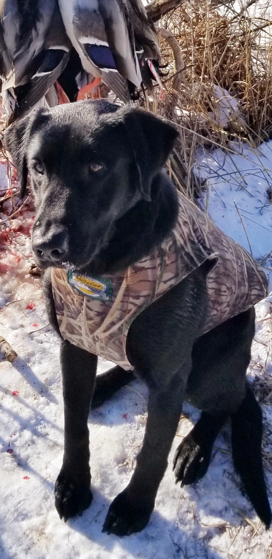 Runnin With A Gun MH | Black Labrador Retriver