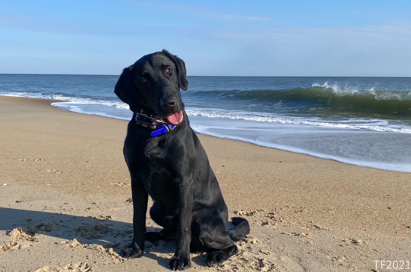 FC Tucquan’s Takin' The Rysk | Black Labrador Retriver