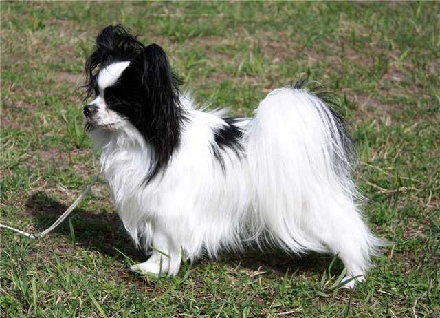 Silk Wind Arktik Bluz | Papillon 