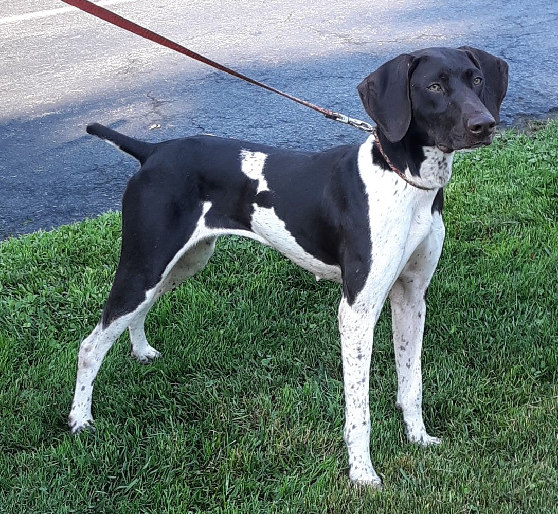 Hall's Forget-me-not | German Shorthaired Pointer 