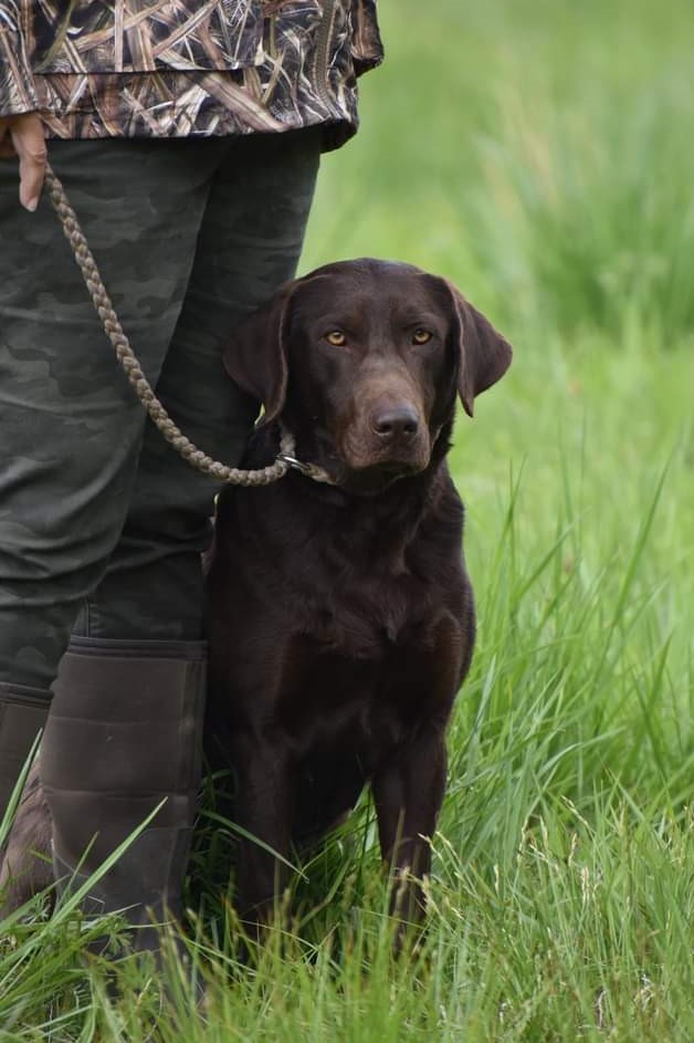 HRCH Gator Points Diva's Hot Chick MH | Chocolate Labrador Retriver