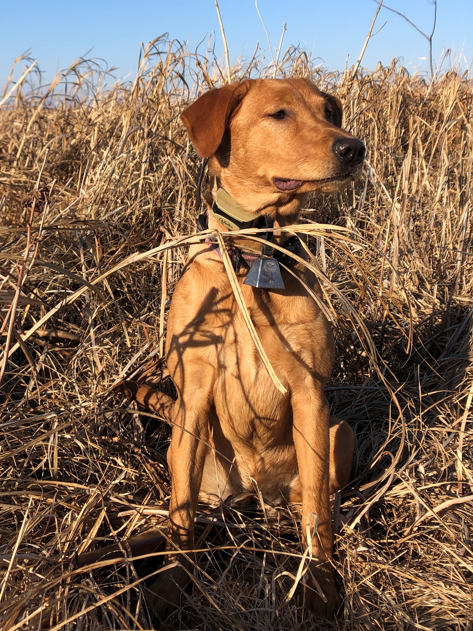 Fastimes Autumn Quaking Aspen | Yellow Labrador Retriver