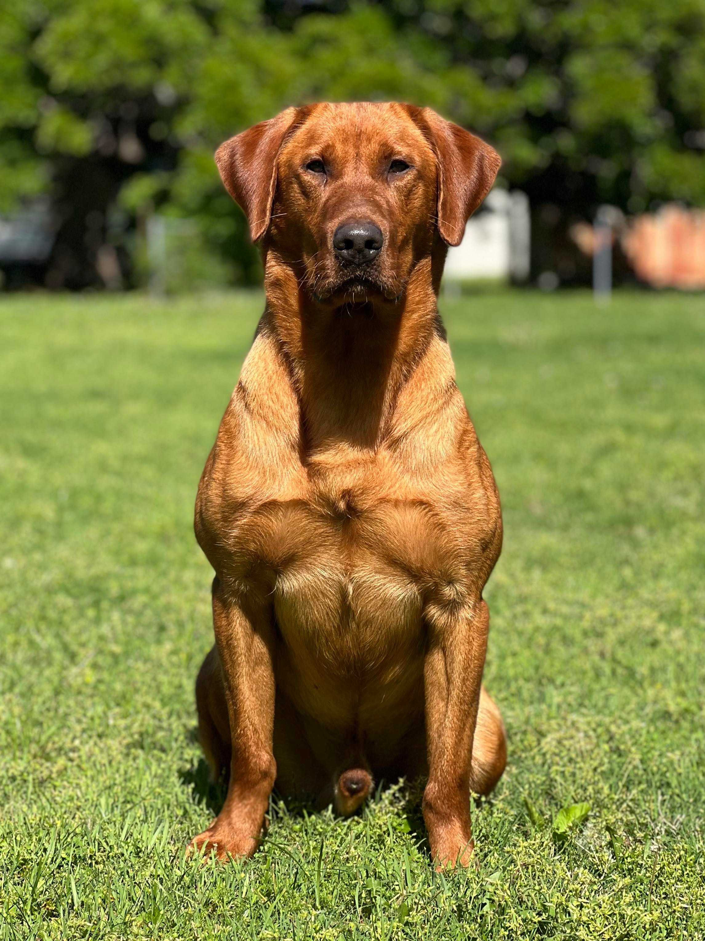 HR Wright's Get Off Your High Horse | Yellow Labrador Retriver