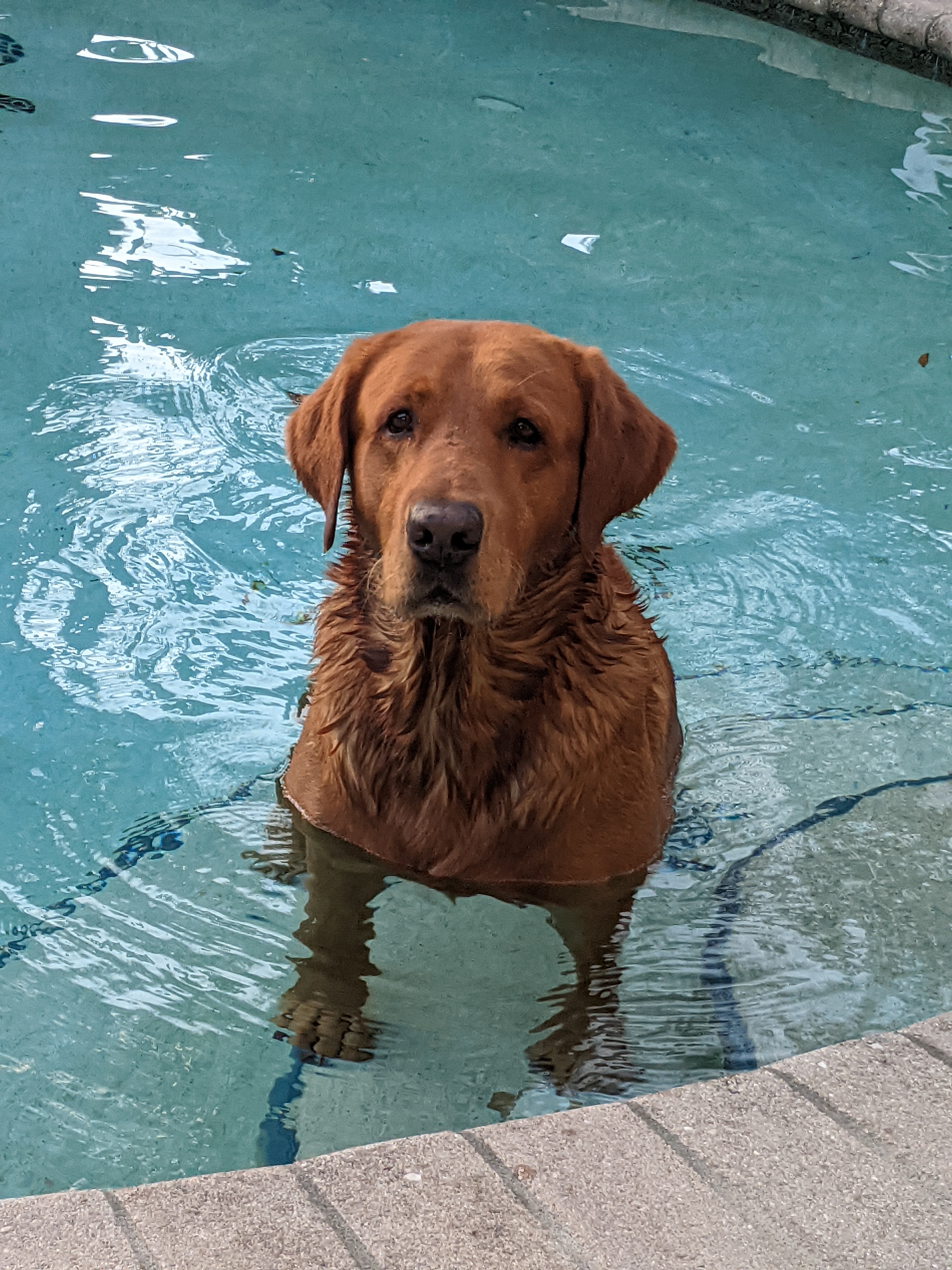 Jenkins Rockford Red-TORG’S | Yellow Labrador Retriver