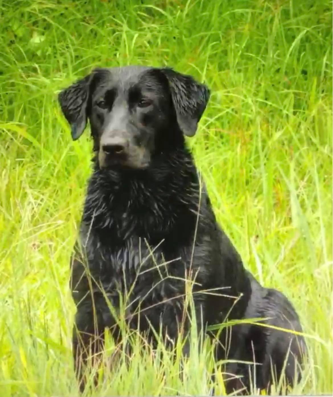 Bella Rose Tyner SH | Black Labrador Retriver