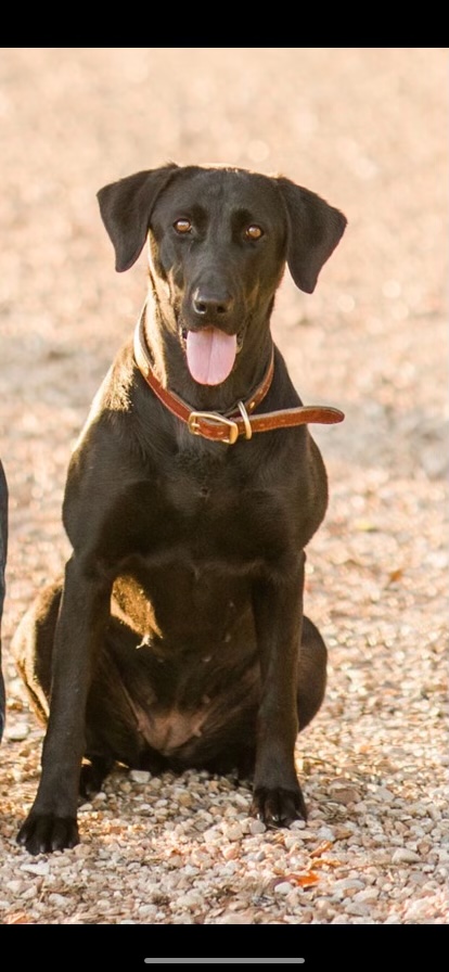 HR Fontenot's Bree | Black Labrador Retriver