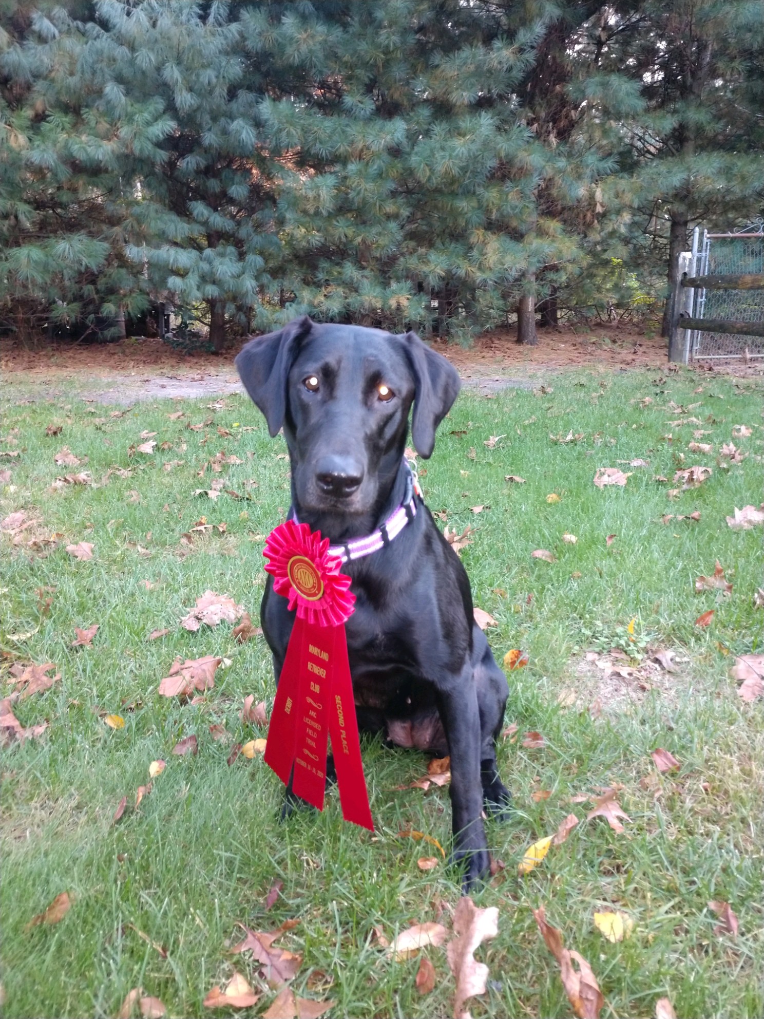 Glenn Farms Joy To The World QAA | Black Labrador Retriver