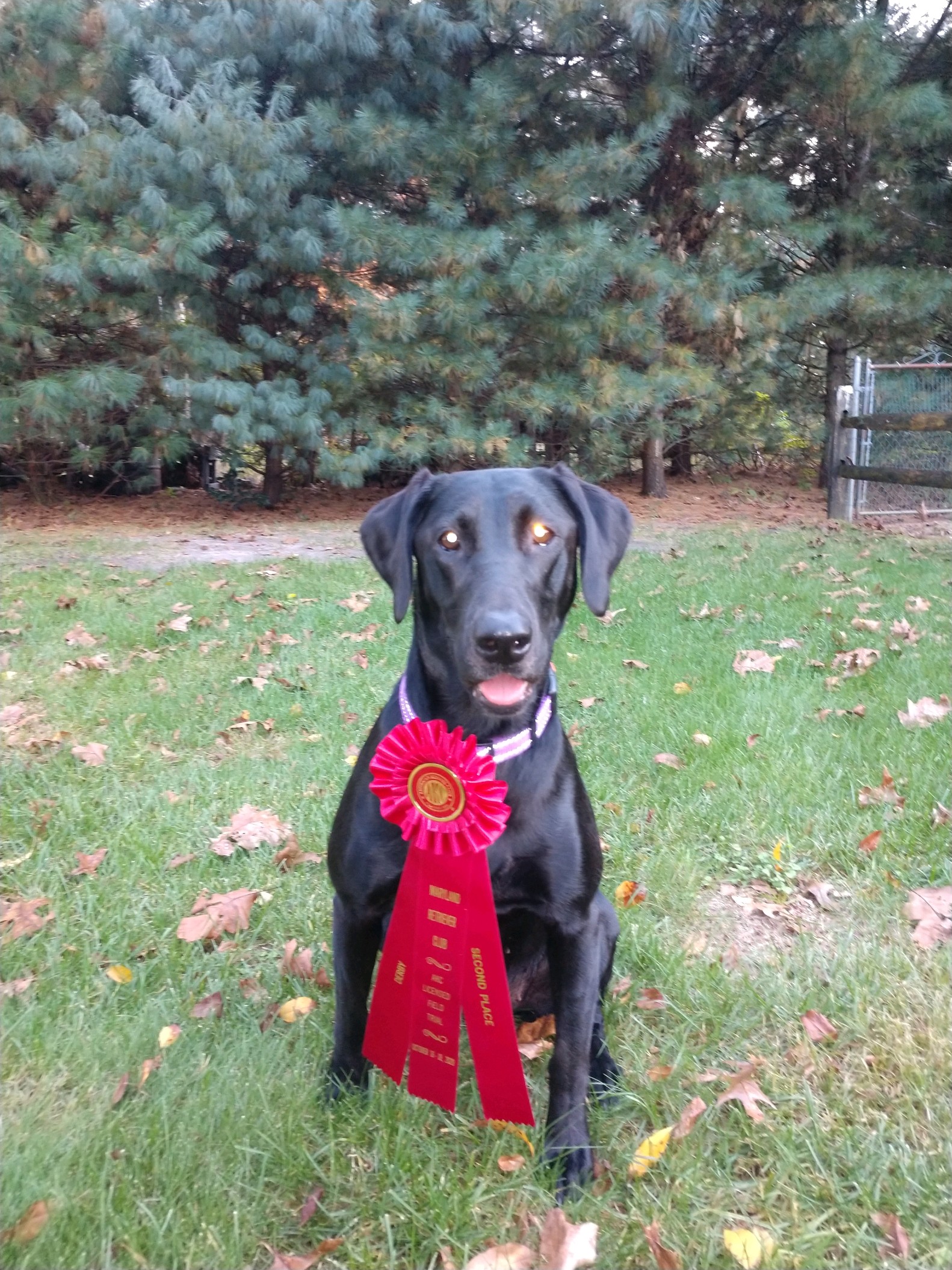 Glenn Farm's Hard Running River | Black Labrador Retriver