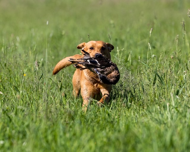 SHR SOK’s North Country Murchadh | Yellow Labrador Retriver