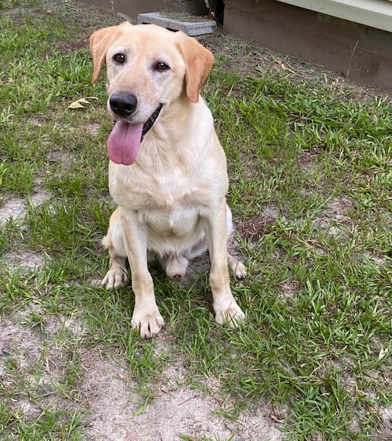 HR Sugarcane’s Guns N Feathers | Yellow Labrador Retriver