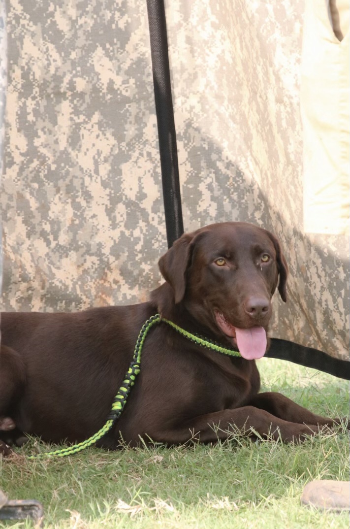 Patterson’s Colt MH | Chocolate Labrador Retriver