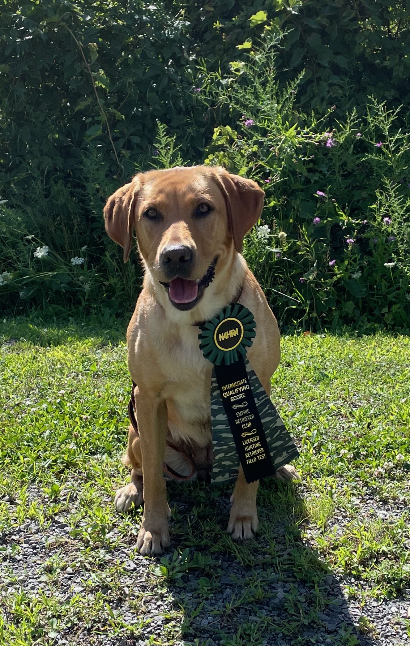 HR KINGS TIGER LADY | Yellow Labrador Retriver