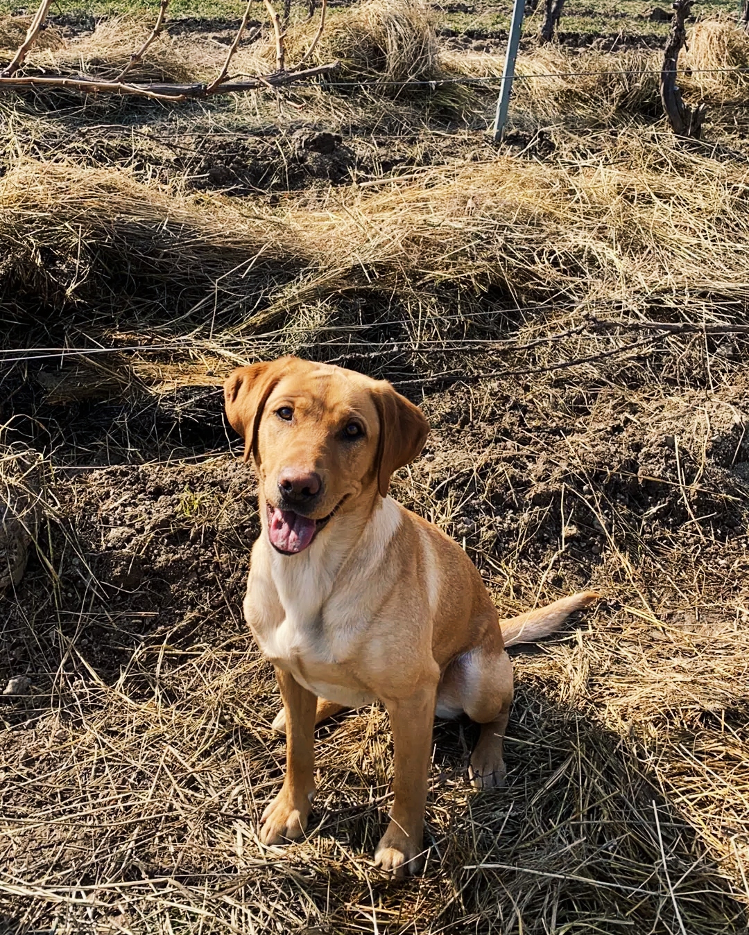 HR KINGS TIGER LADY | Yellow Labrador Retriver