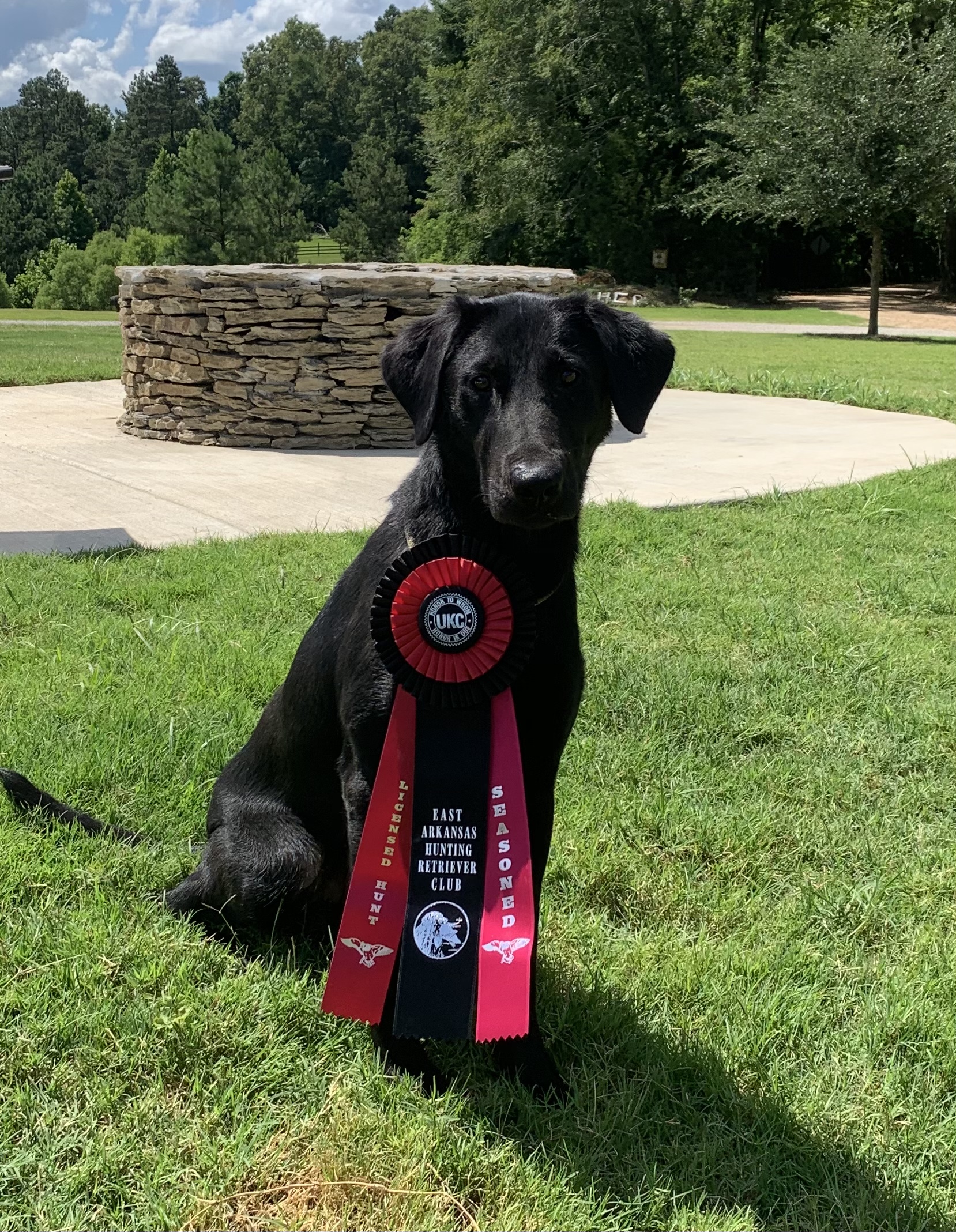 HR Brakeaway’s Gone In The Nick Of Time | Black Labrador Retriver