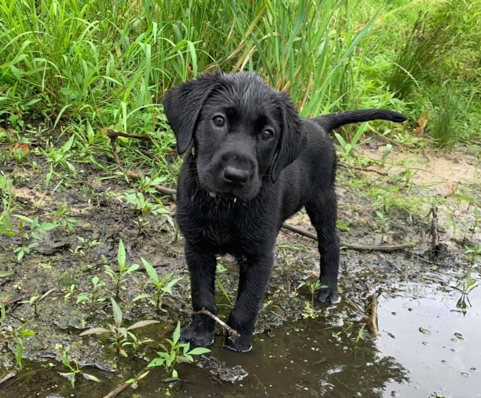 WSD3 Ironpaws Caribbean Rum Runner DN | Black Labrador Retriver