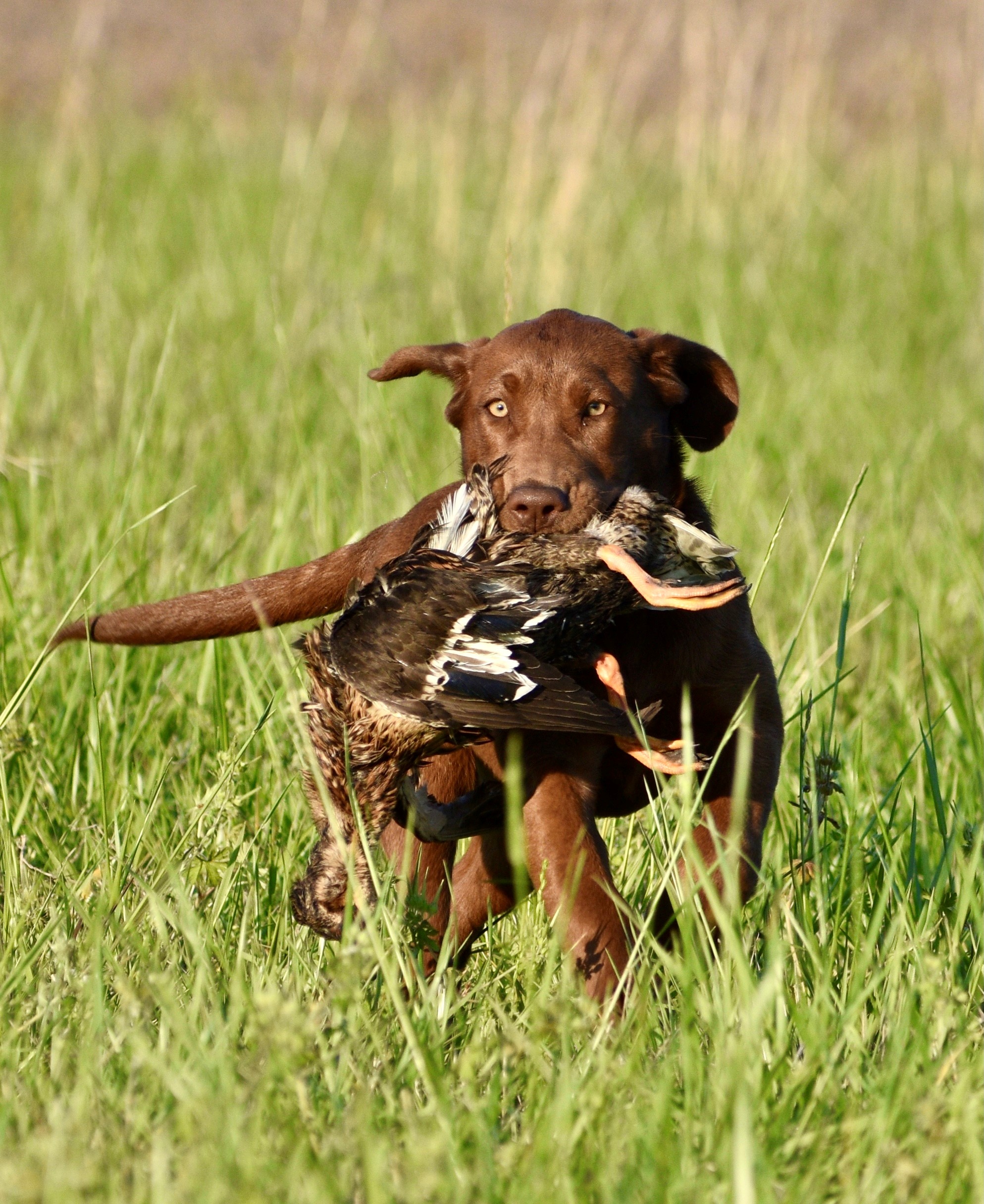 Striking Bays Straight As An Arrow | Chocolate Labrador Retriver