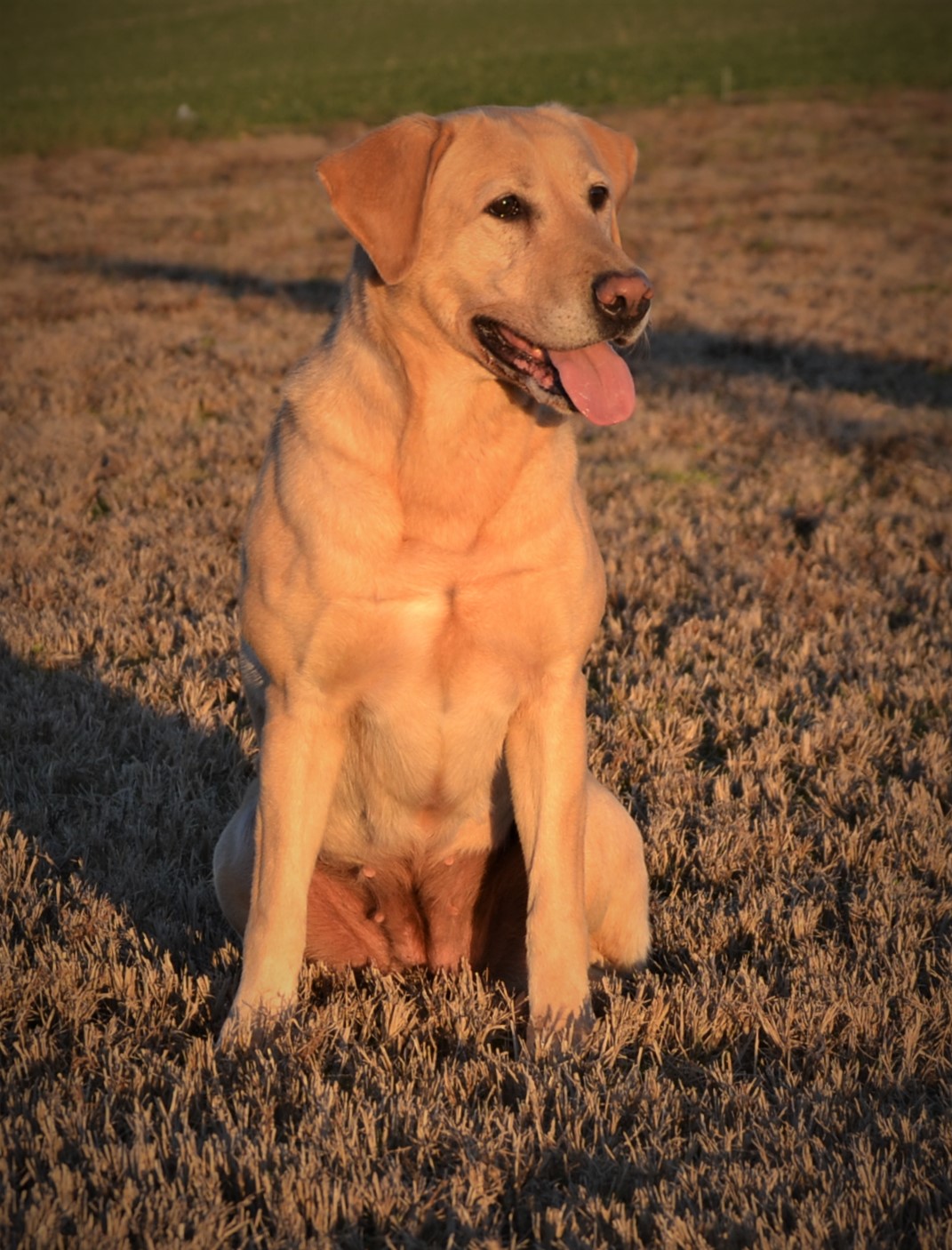 Steward's Goddess Of Victory | Yellow Labrador Retriver