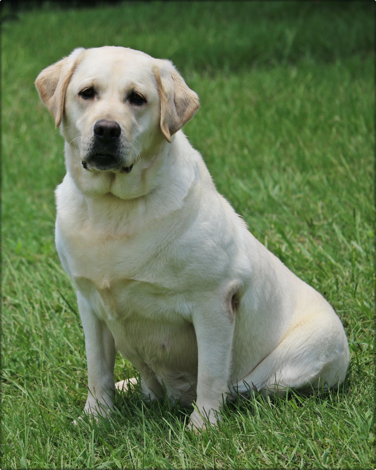 Nordnix Looking Forward | Yellow Labrador Retriver