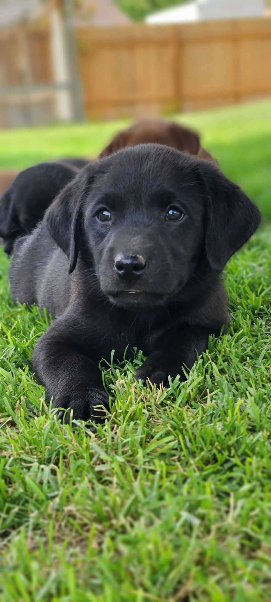 KMB's TK Hot Tiger-Lily Mcbunn | Black Labrador Retriver