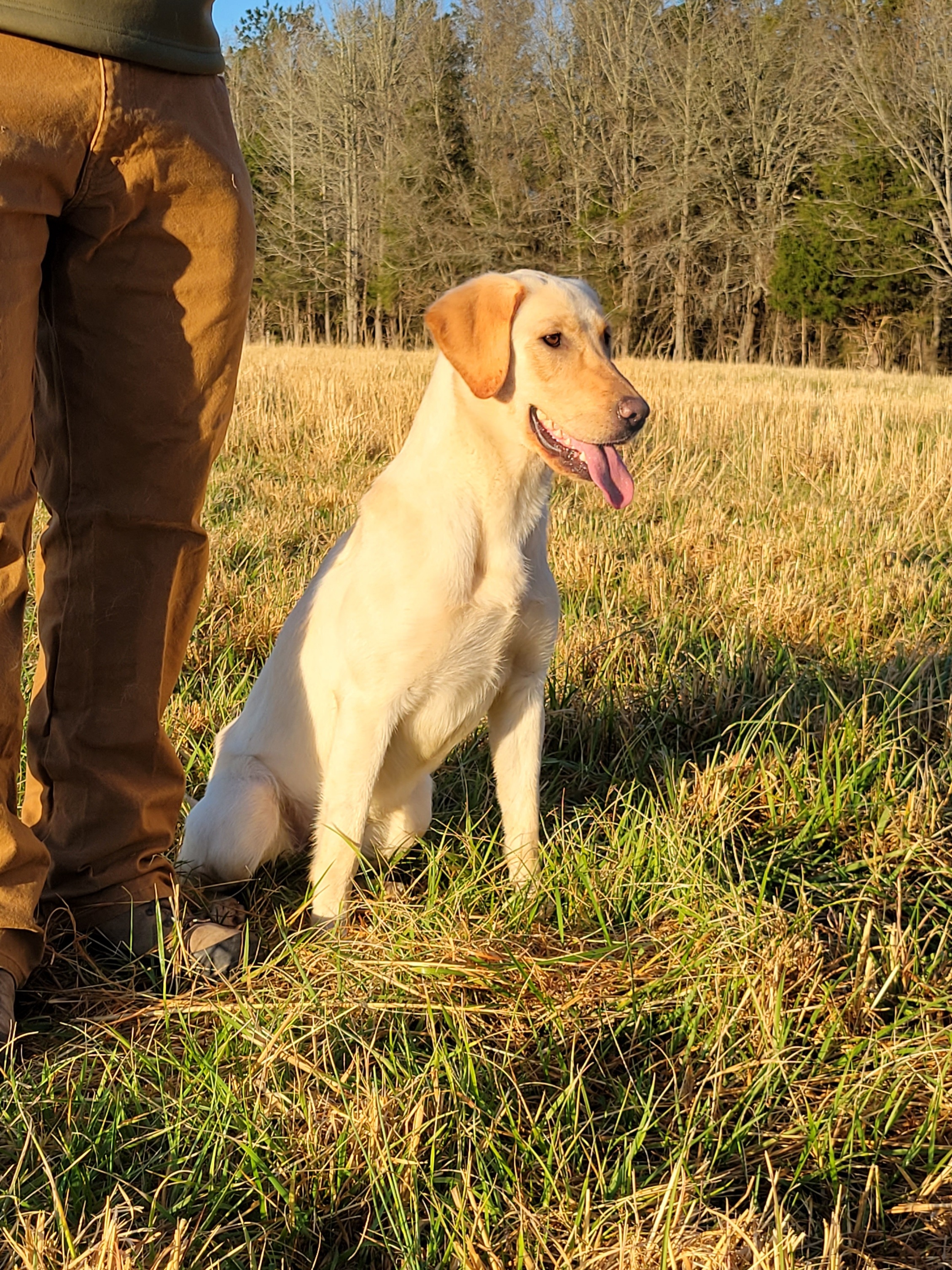 RR's A Gypsy Soul | Yellow Labrador Retriver