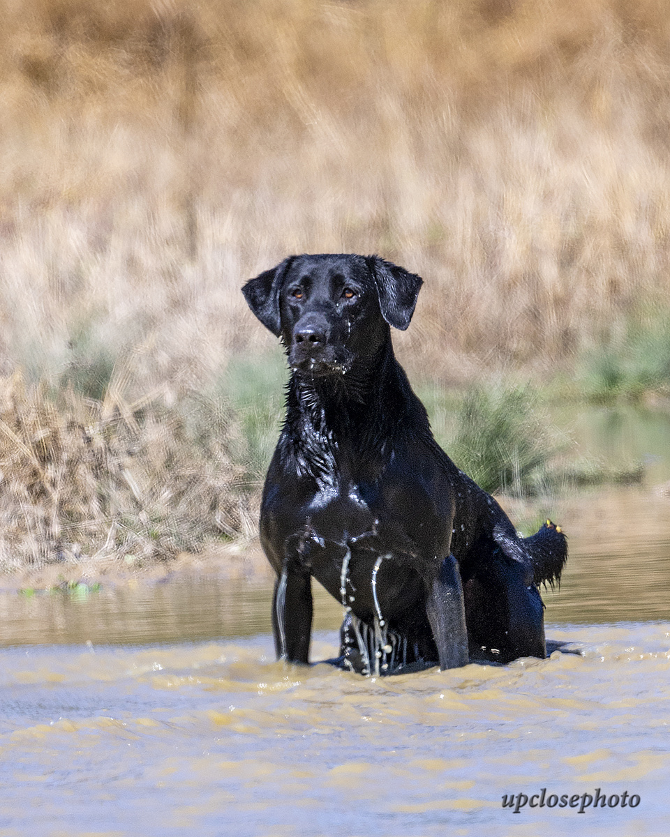 GRHRCH Cedar Branch’s Living The Dream | Black Labrador Retriver