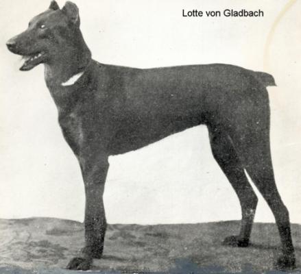 Lotte v. Gladbach | Black Doberman Pinscher