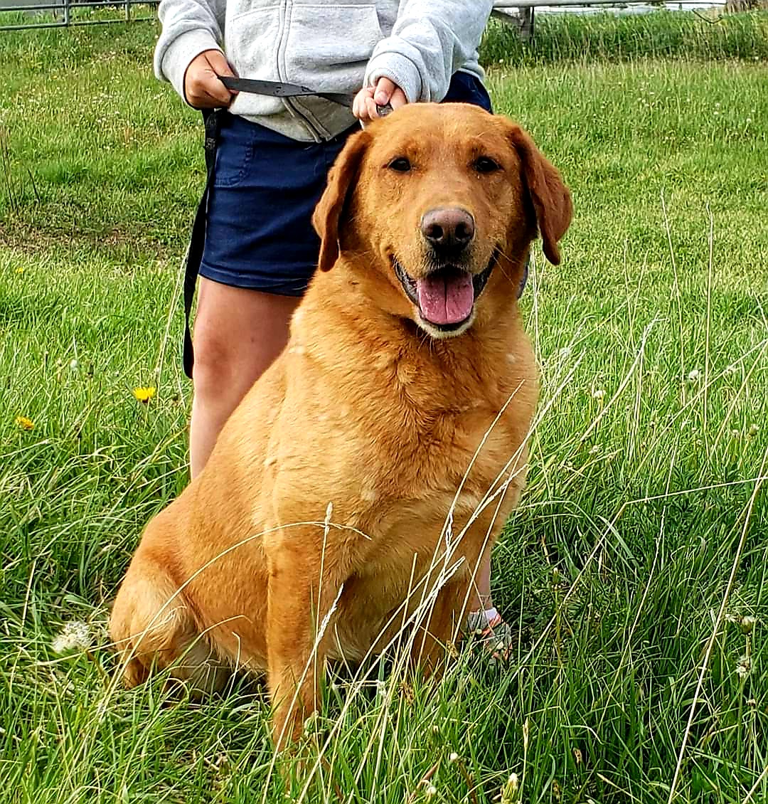 Teton Bird Dogs Trusty Rooster Slayer | Yellow Labrador Retriver