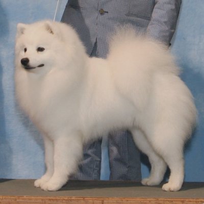 Nuuktok's The Fire Within | American Eskimo Dog 