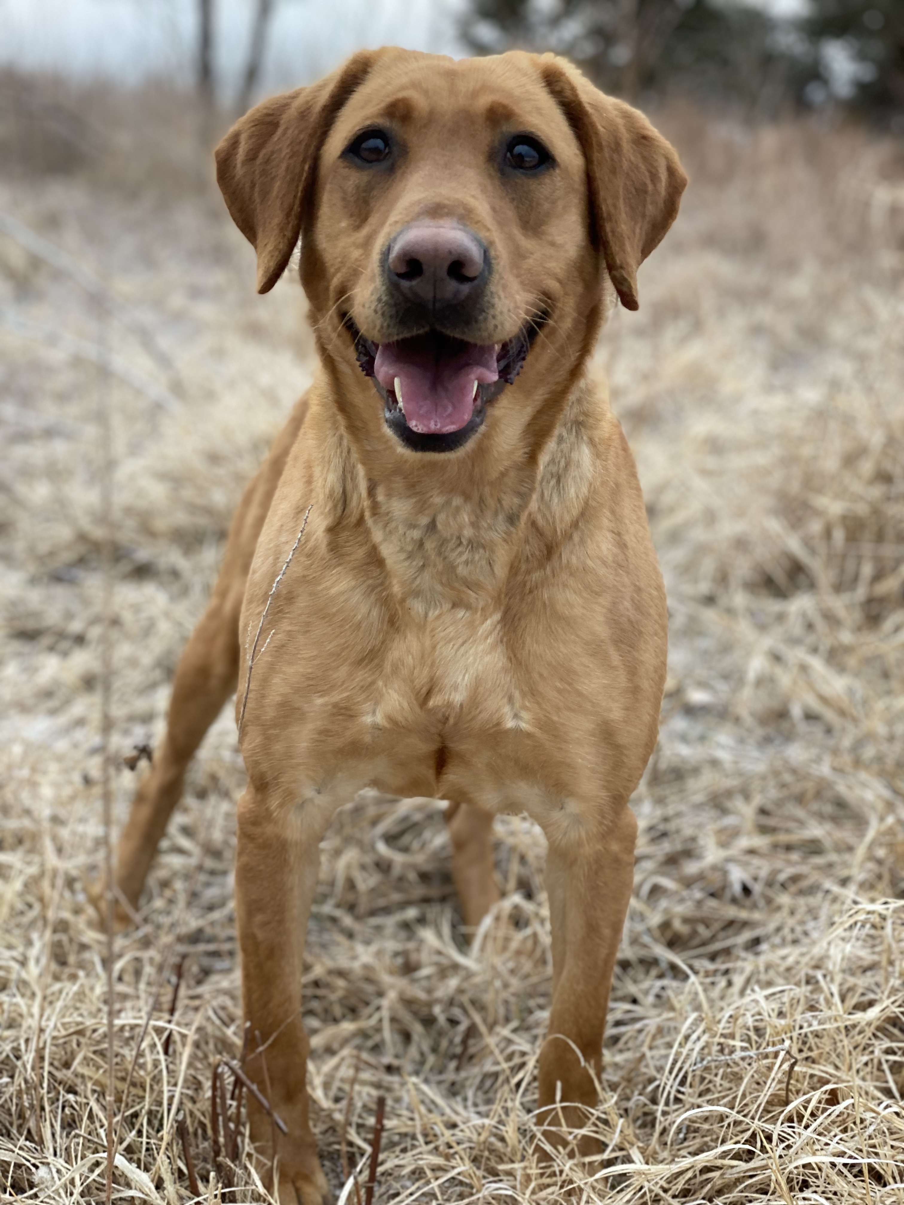 Black Ice's Hannah Of Uplandhills | Yellow Labrador Retriver