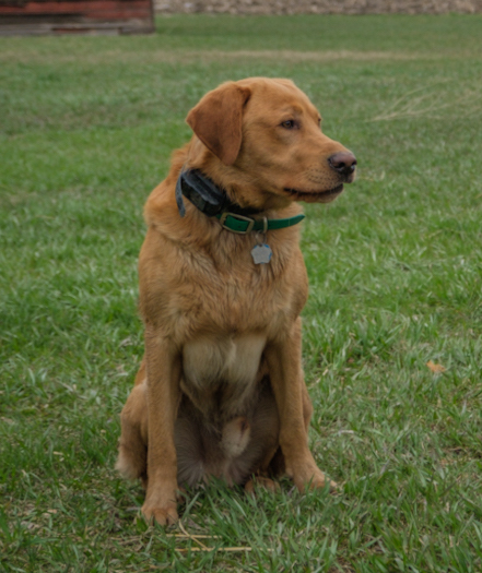 HR Torg’s Laird Of Clan Johnston | Yellow Labrador Retriver