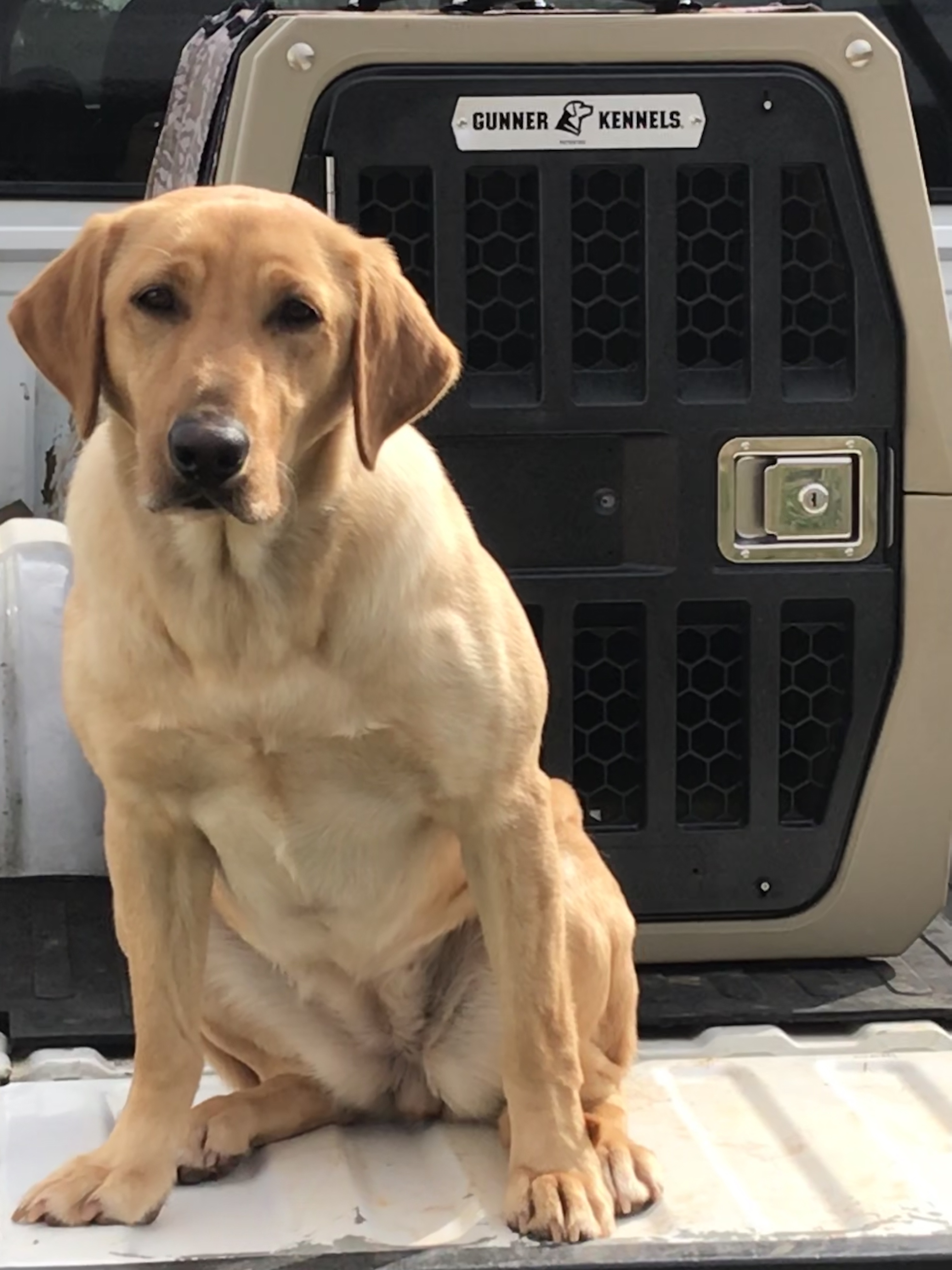 HRCH Hammerin Hanks Carolina Reed | Yellow Labrador Retriver