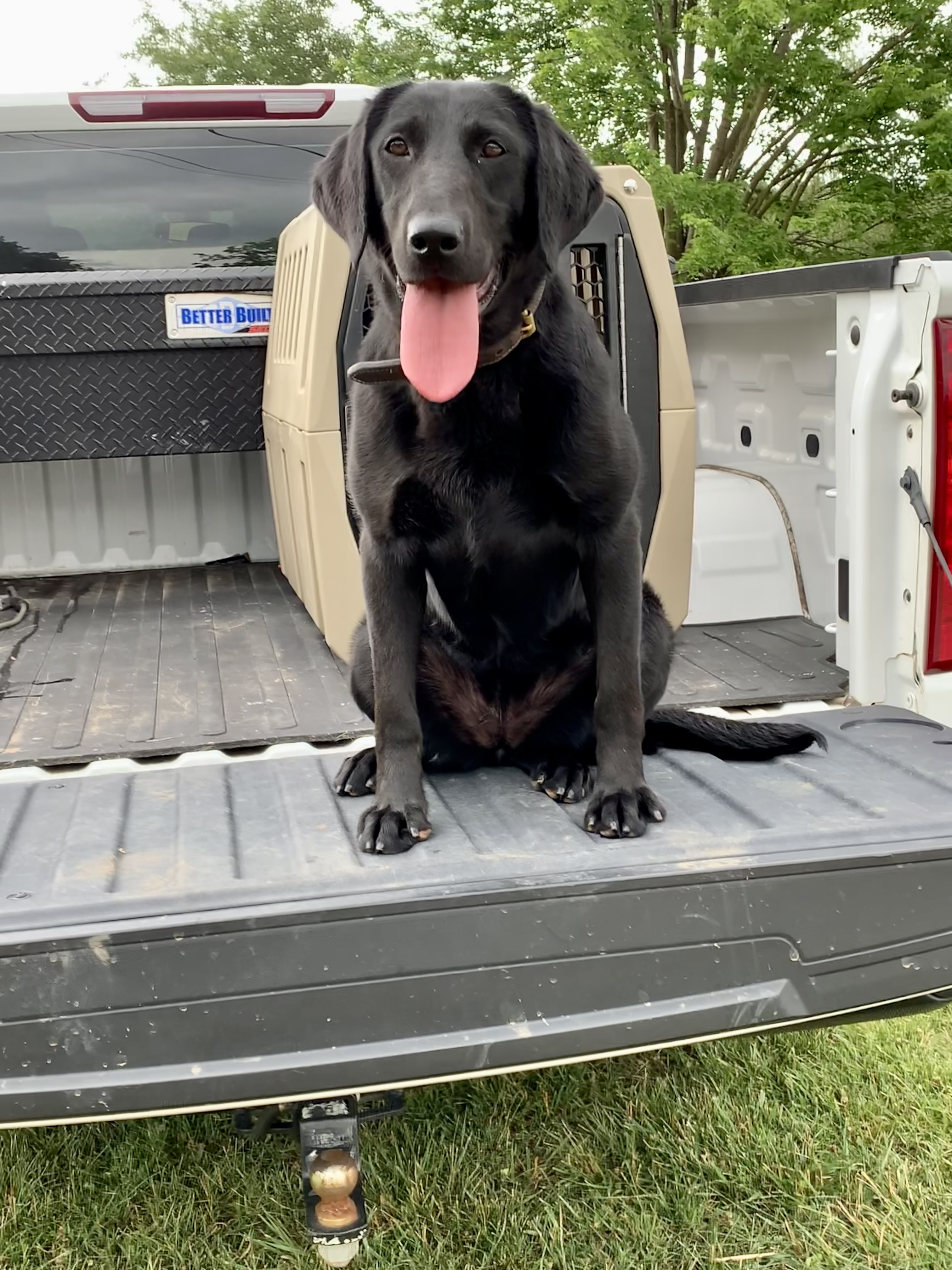 Carolina Traveling Scout | Black Labrador Retriver