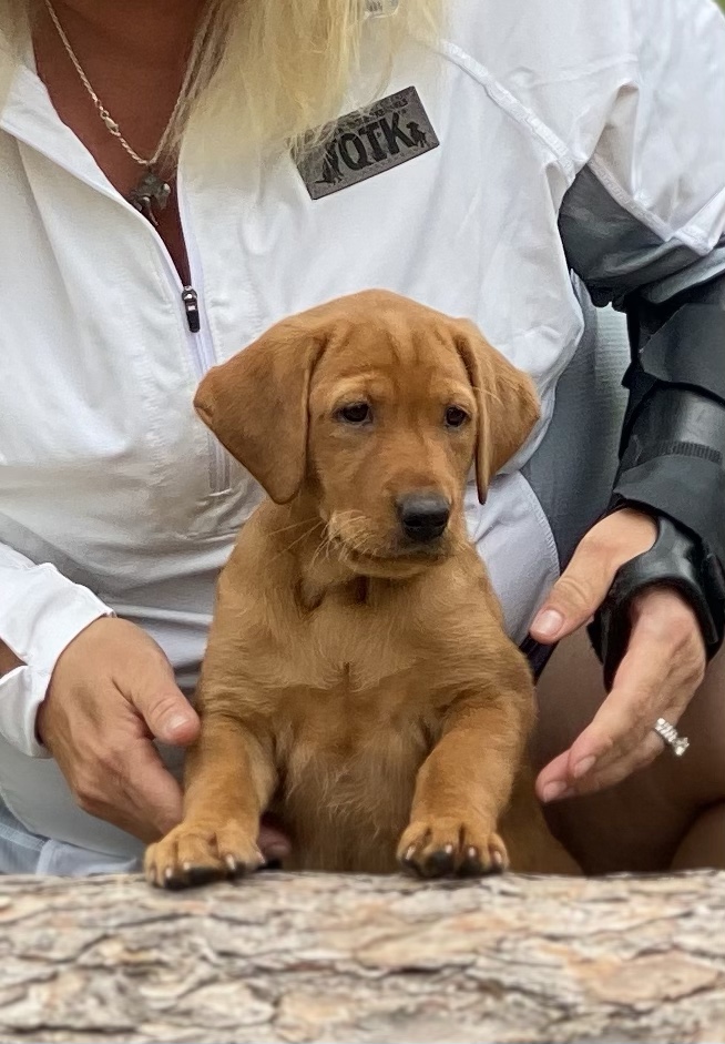 Qtk’s Little Red Ferrari Bck | Yellow Labrador Retriver